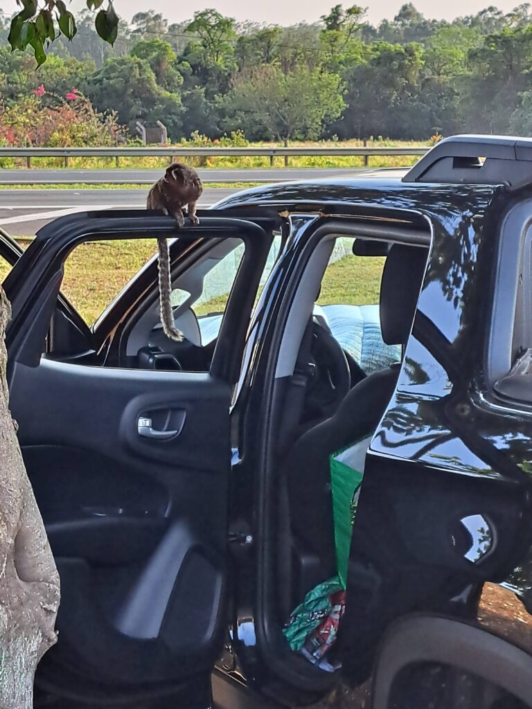 Sagui curioso na porta do carro observando os ciclistas antes do início da trilha.