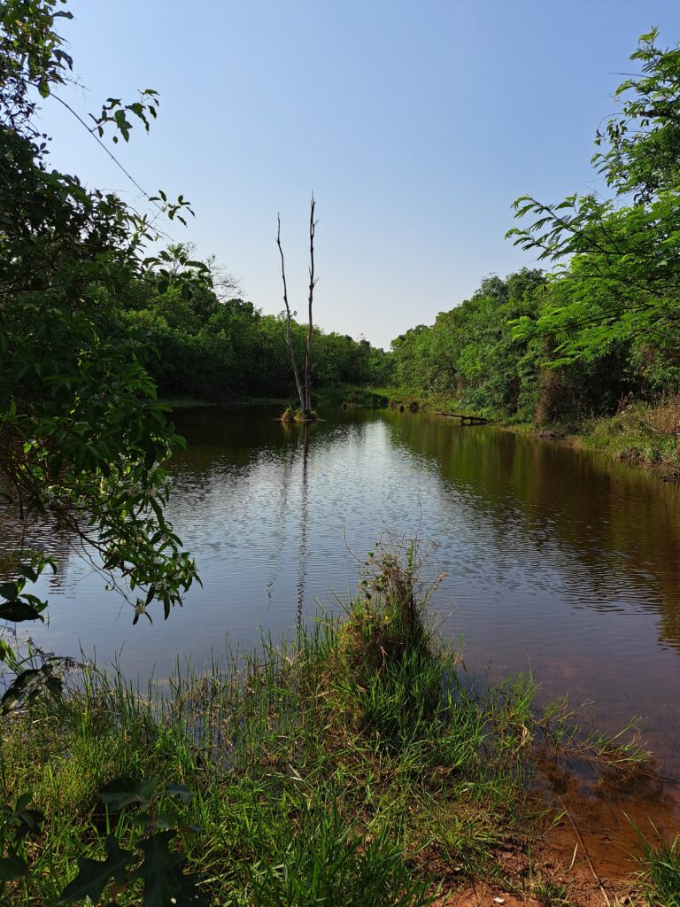 Uma visão deslumbrante da Lagoa do Bezerrão, com destaque para uma árvore seca de dois galhos que a torna um local verdadeiramente especial na natureza.