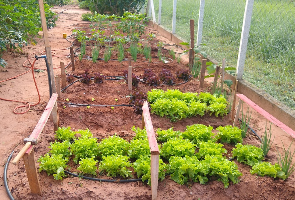 Nossa horta em plena produção! Este é um dos nossos canteiros de alface e cebolinha.