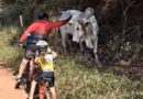 Acariciando o amigável touro durante nosso passeio de bicicleta em família.