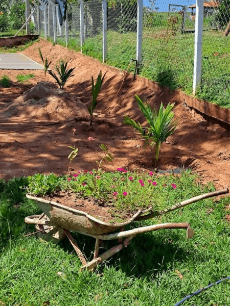 Plantando Coco Anão