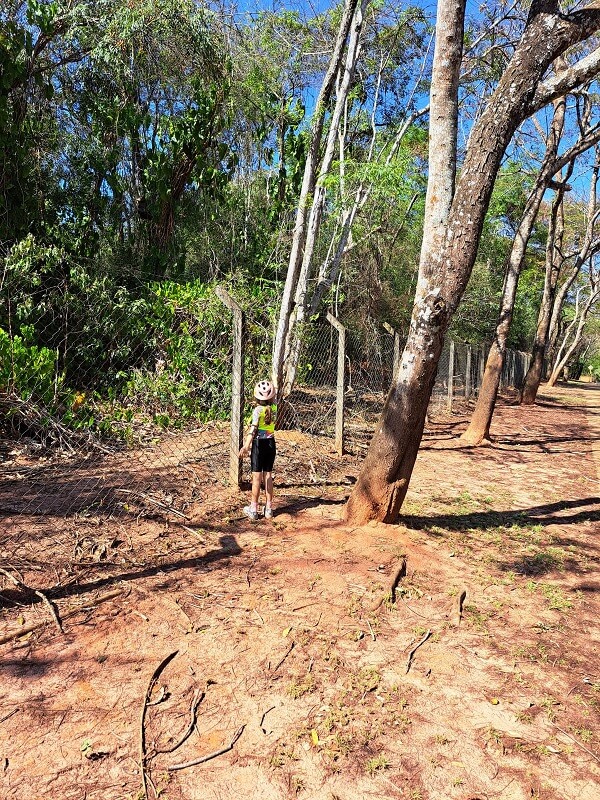 Laurinha, com admiração nos olhos, observa os saguis ágeis explorando o ambiente nas árvores e cercas.