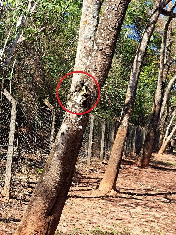 Sagui apreciando uma banana em seu ambiente natural, em um tronco de árvore.