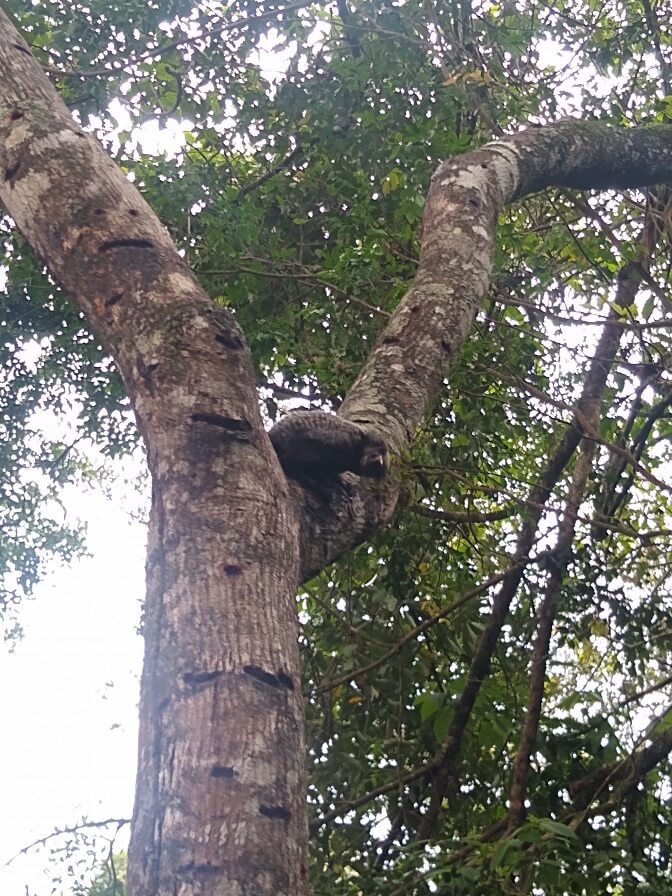 Sagui no topo de uma árvore, observando o movimento com curiosidade.