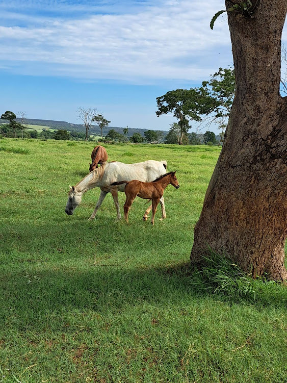 cavalos na trilha Laranjinha